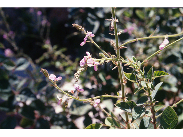 Desmodium grahamii (Graham's ticktrefoil) #68624