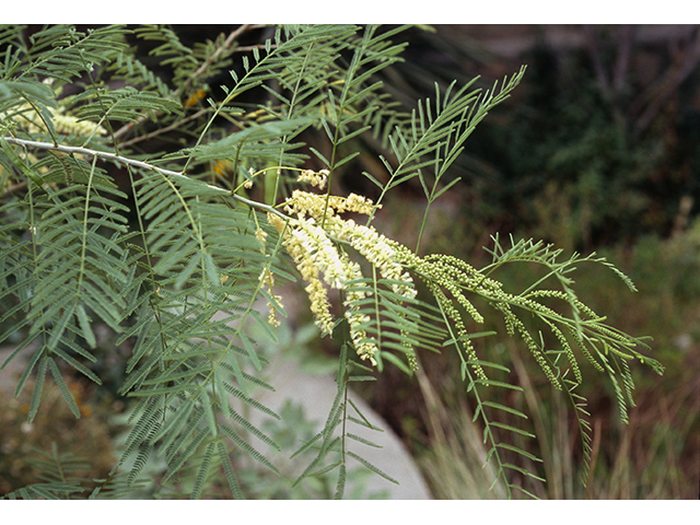 Mariosousa millefolia (Milfoil wattle) #68631