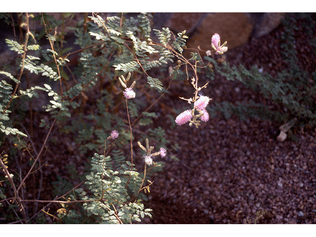 Mimosa dysocarpa (Velvetpod mimosa) #68638