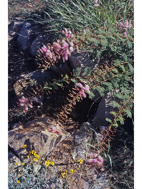 Mimosa dysocarpa (Velvetpod mimosa) #68639