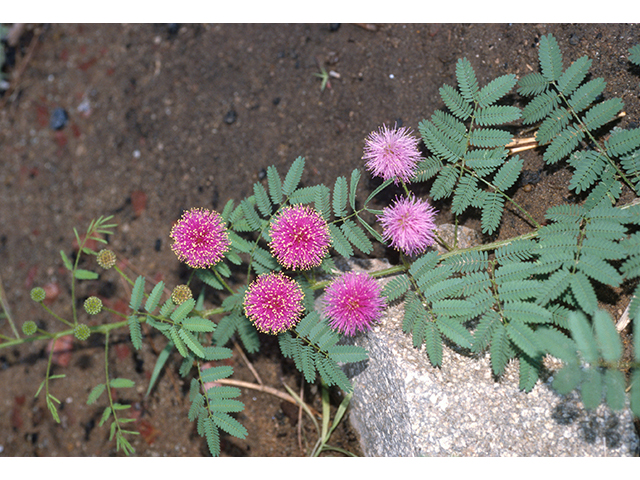 Mimosa rupertiana (Eastern sensitive plant) #68641