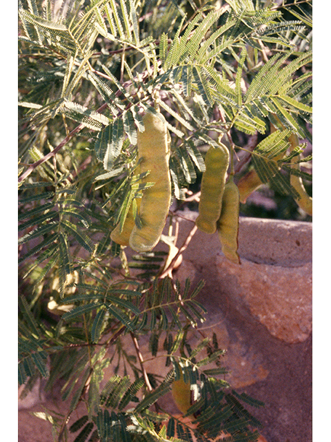 Senegalia berlandieri (Guajillo) #68651