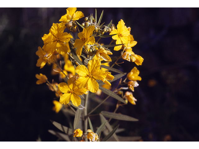 Senna roemeriana (Twoleaf senna) #68658