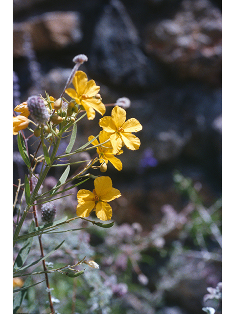 Senna roemeriana (Twoleaf senna) #68660