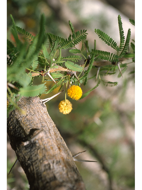 Vachellia schaffneri (Schaffner's wattle) #68664