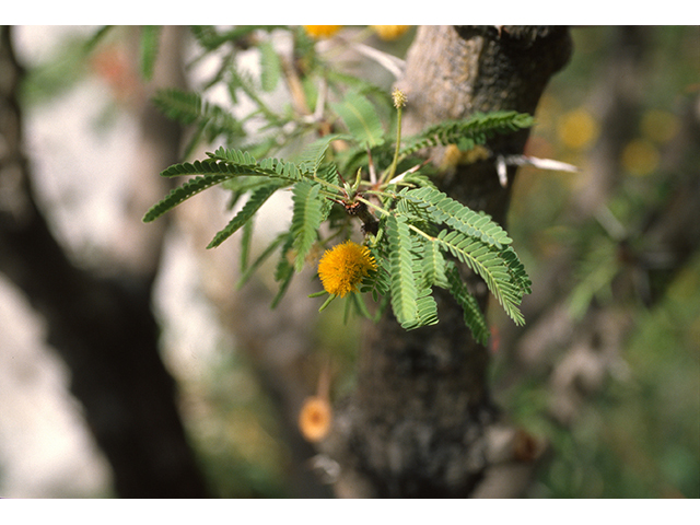 Vachellia schaffneri (Schaffner's wattle) #68665