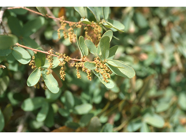 Quercus oblongifolia (Blue oak) #68667