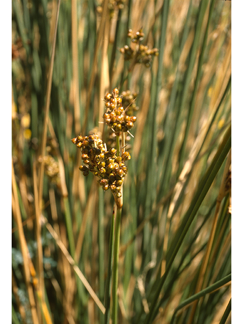 Juncus acutus (Spiny rush) #68677