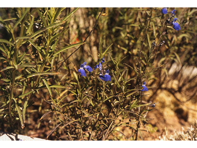 Salvia reptans (Slenderleaf sage) #68694