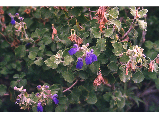 Salvia pinguifolia (Rock sage) #68706