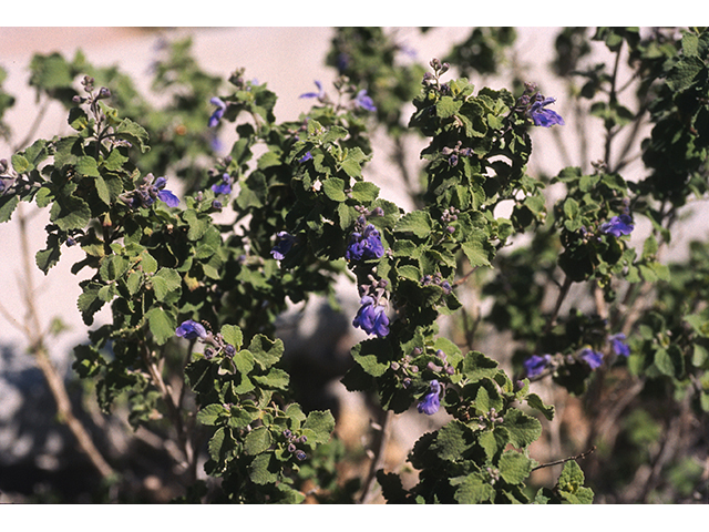 Salvia pinguifolia (Rock sage) #68707