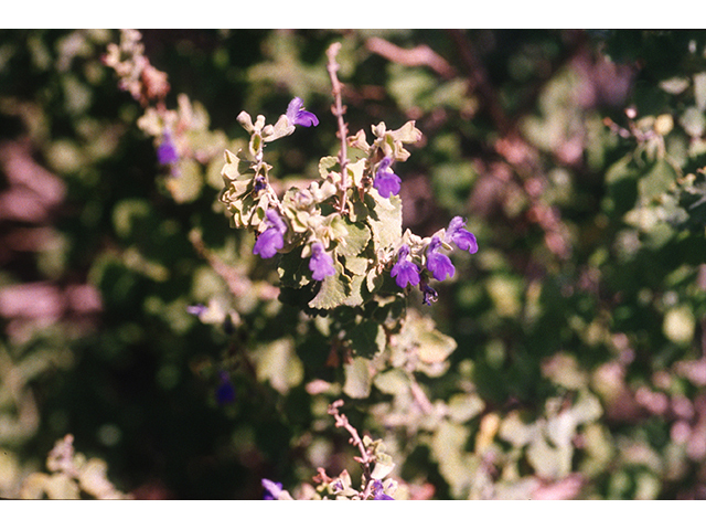 Salvia pinguifolia (Rock sage) #68708