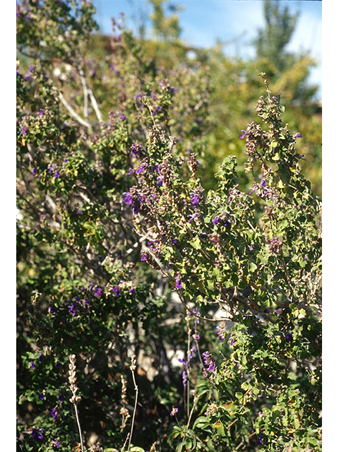 Salvia pinguifolia (Rock sage) #68709