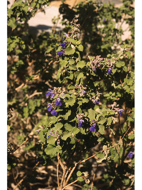 Salvia pinguifolia (Rock sage) #68711