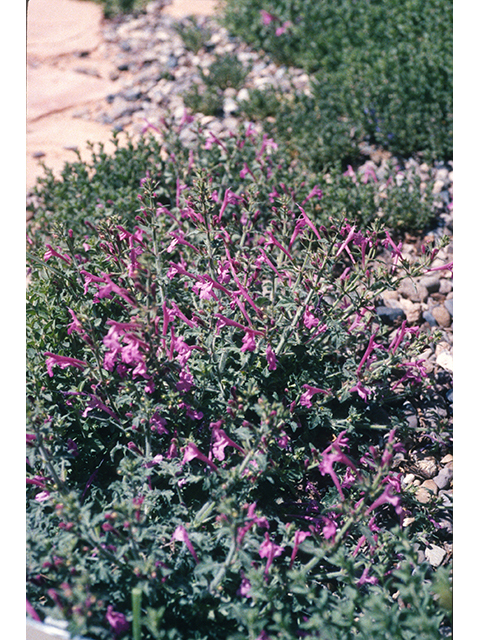 Salvia summa (Great sage) #68715