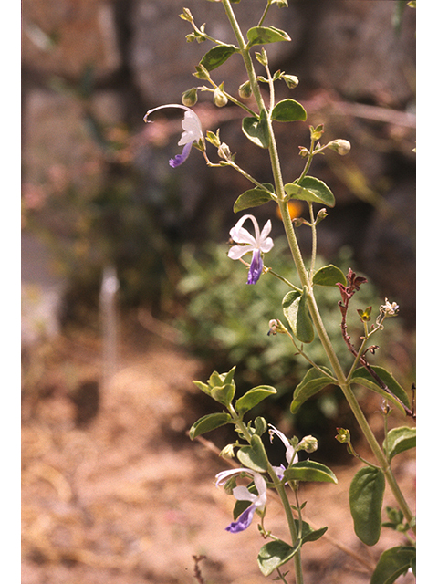 Trichostema arizonicum (Arizona bluecurls) #68730