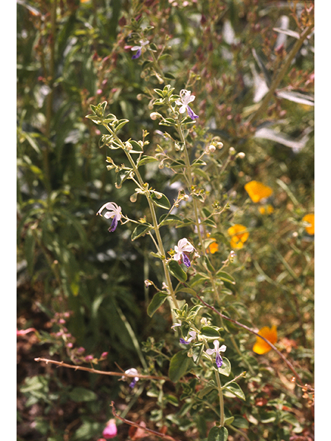 Trichostema arizonicum (Arizona bluecurls) #68732