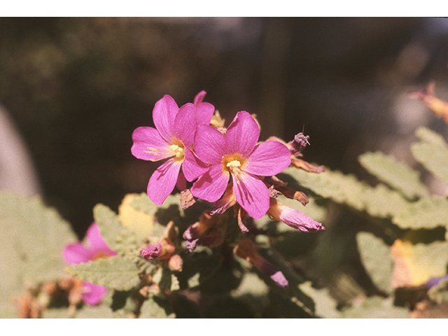 Melochia pyramidata (Pyramidflower) #68749