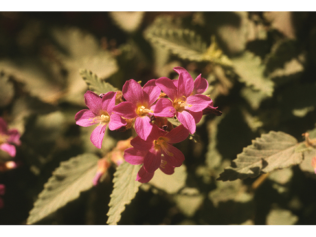 Melochia pyramidata (Pyramidflower) #68750