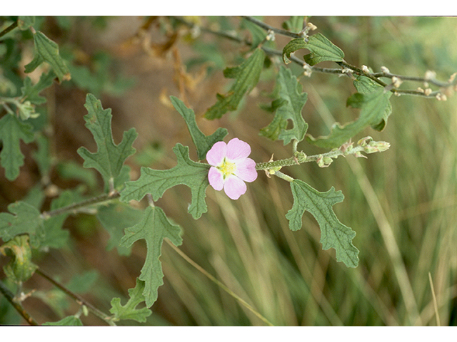 Sphaeralcea fendleri (Fendler's globemallow) #68758