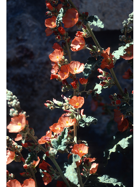 Sphaeralcea incana (Gray globemallow) #68760