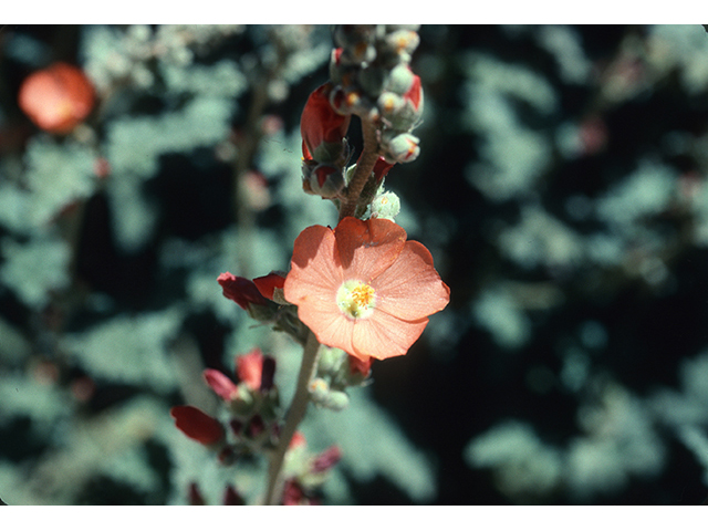 Sphaeralcea incana (Gray globemallow) #68762