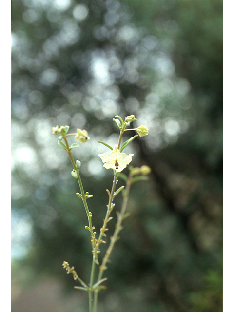 Mirabilis glabra (Smooth four o'clock) #68765