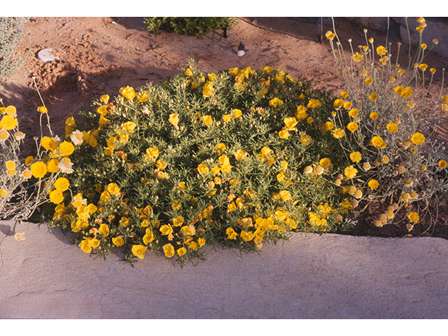 Calylophus berlandieri ssp. berlandieri (Berlandier's sundrops) #68771