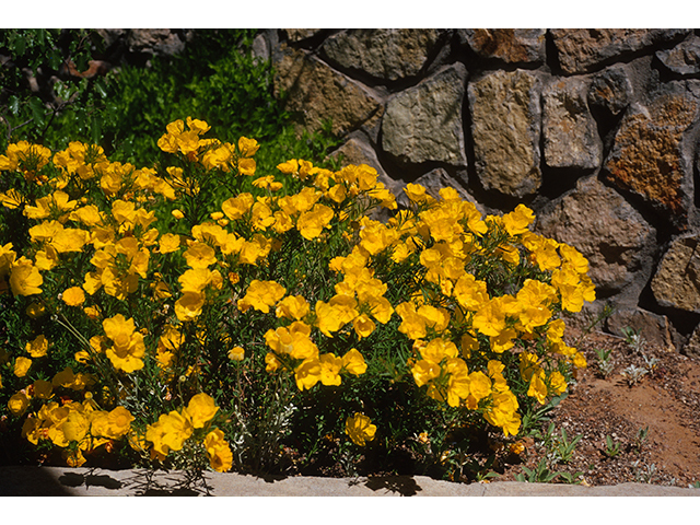 Calylophus berlandieri ssp. berlandieri (Berlandier's sundrops) #68772