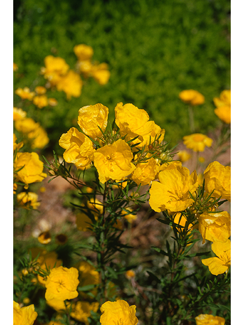 Calylophus berlandieri ssp. berlandieri (Berlandier's sundrops) #68773