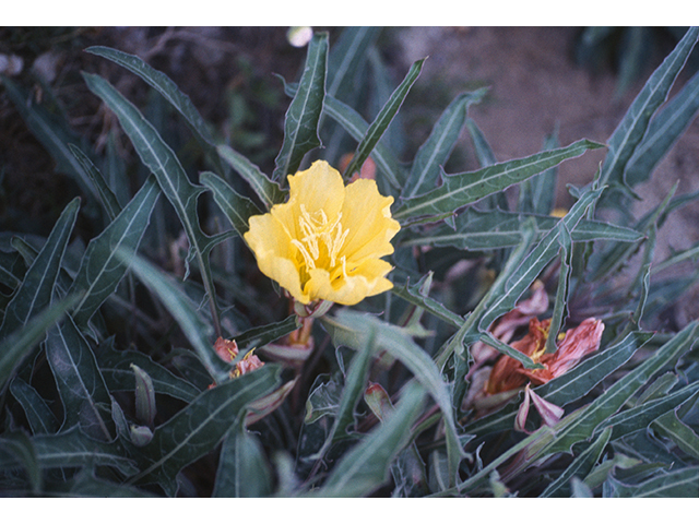 Oenothera brachycarpa (Shortfruit evening-primrose) #68776