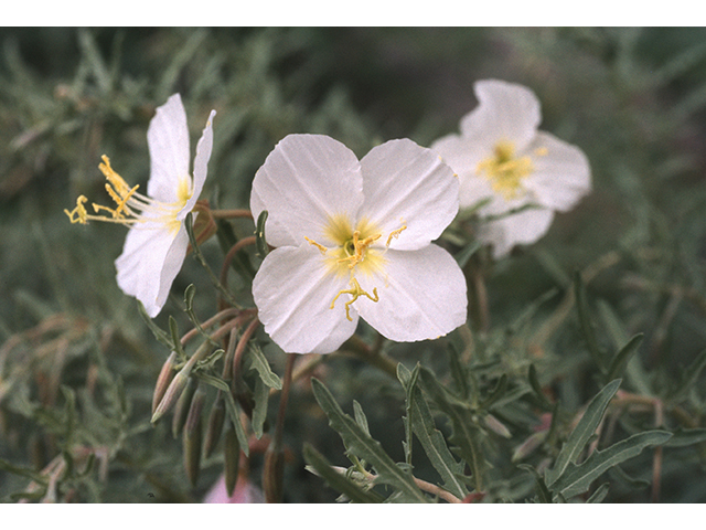 Oenothera coronopifolia (Crownleaf evening-primrose) #68780