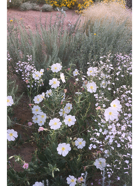 Oenothera engelmannii (Engelmann's evening-primrose) #68784