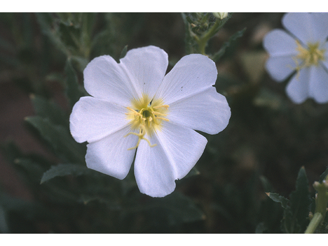 Oenothera engelmannii (Engelmann's evening-primrose) #68786