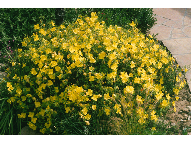 Calylophus hartwegii ssp. fendleri (Hartweg's sundrops) #68788