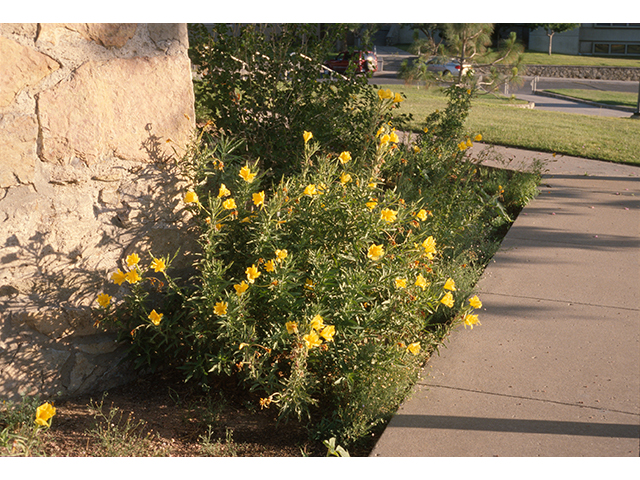 Oenothera elata ssp. hookeri (Hooker's evening-primrose) #68789