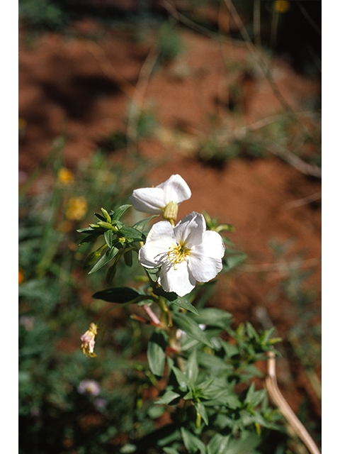 Oenothera pallida (Pale evening-primrose) #68798