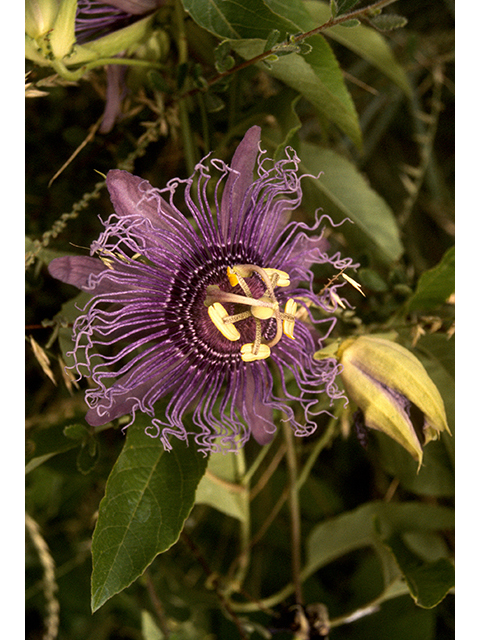 Passiflora incarnata (Maypop) #68819