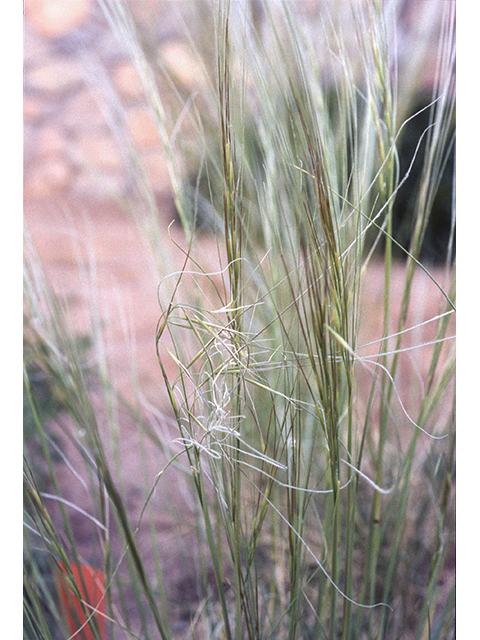 Hesperostipa neomexicana (New mexico feathergrass) #68830