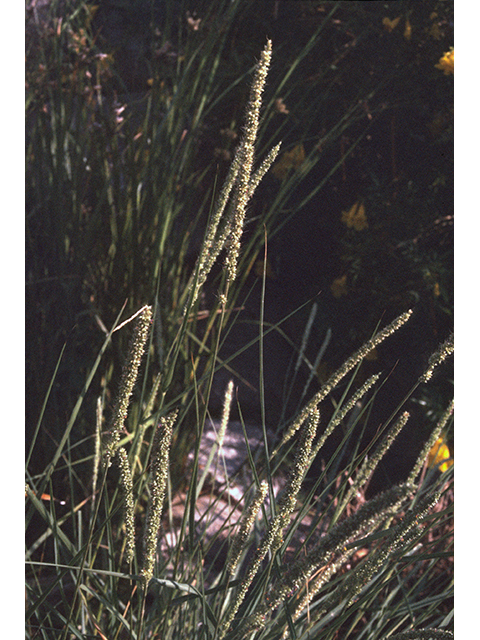 Setaria leucopila (Streambed bristlegrass) #68831