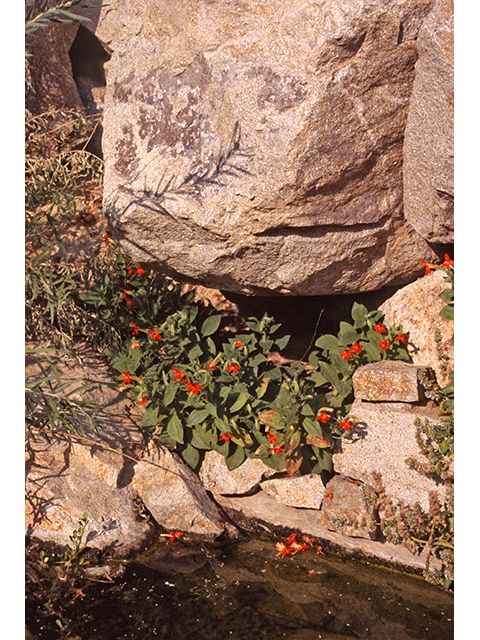 Mimulus cardinalis (Scarlet monkeyflower) #68836