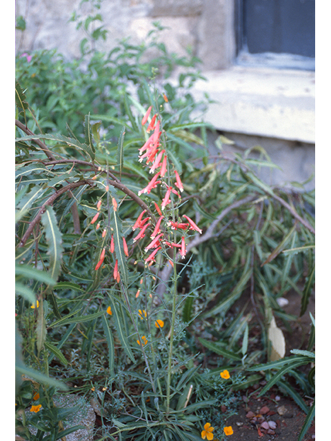 Penstemon barbatus (Scarlet bugler) #68844