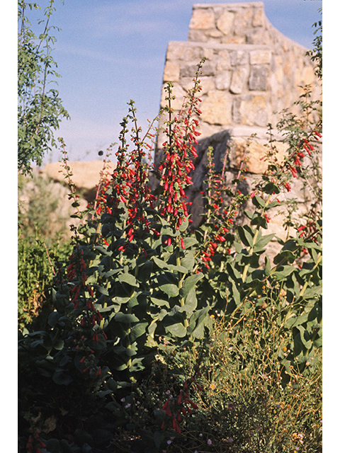 Penstemon cardinalis (Cardinal penstemon) #68851