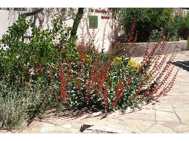 Penstemon cardinalis (Cardinal penstemon) #68852