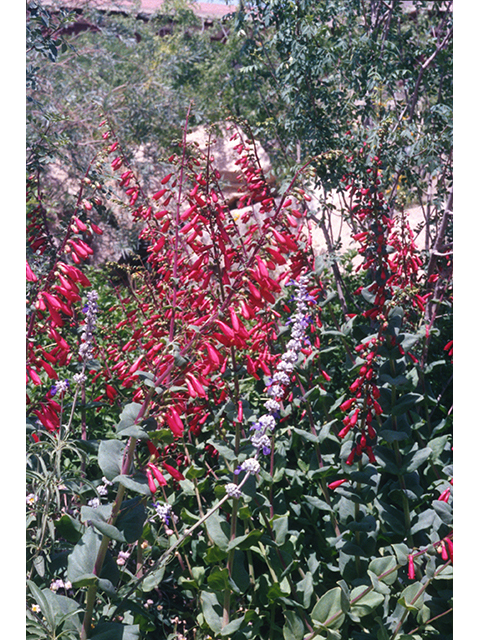 Penstemon cardinalis (Cardinal penstemon) #68853