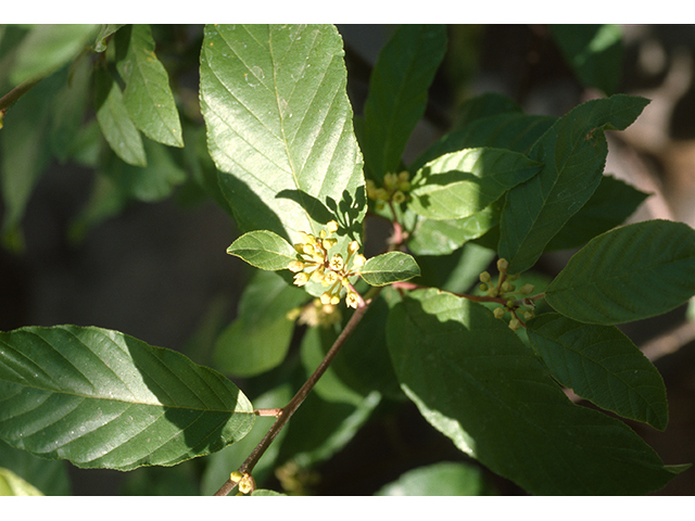 Frangula betulifolia (Beechleaf frangula) #68887