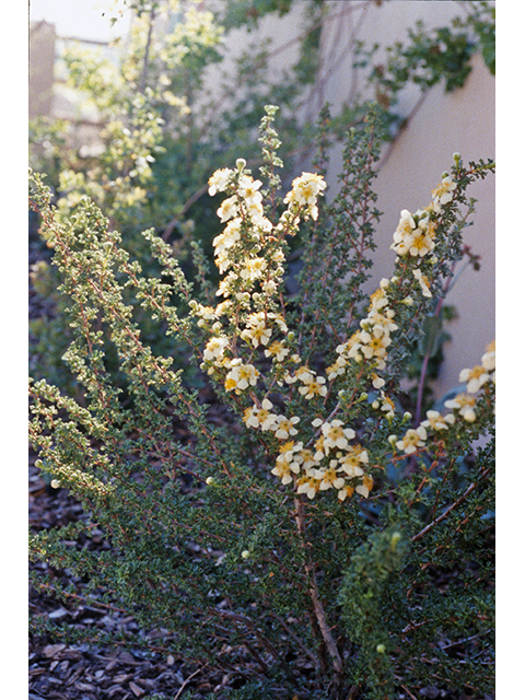 Purshia mexicana (Mexican cliffrose) #68913