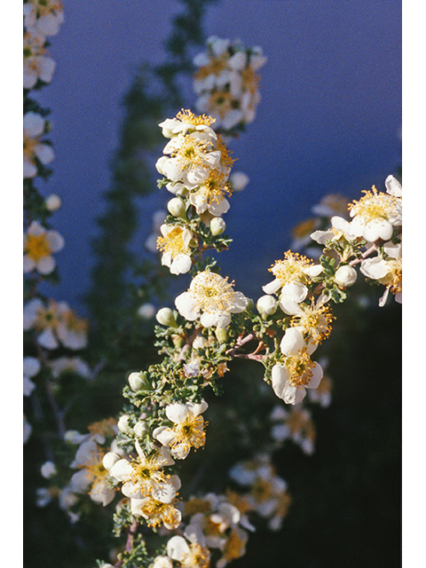 Purshia mexicana (Mexican cliffrose) #68914