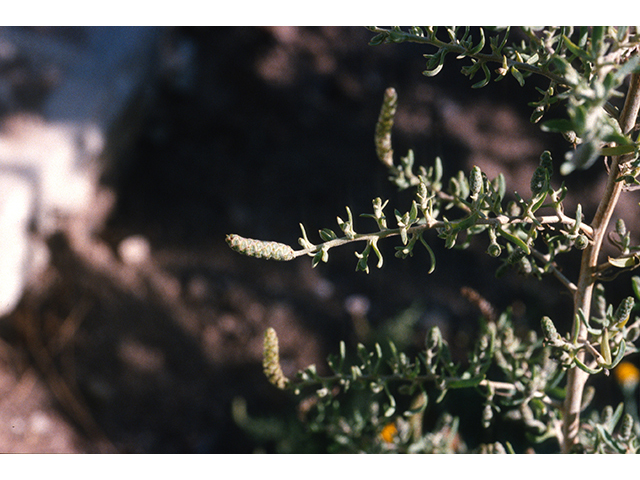 Sarcobatus vermiculatus (Greasewood) #68943