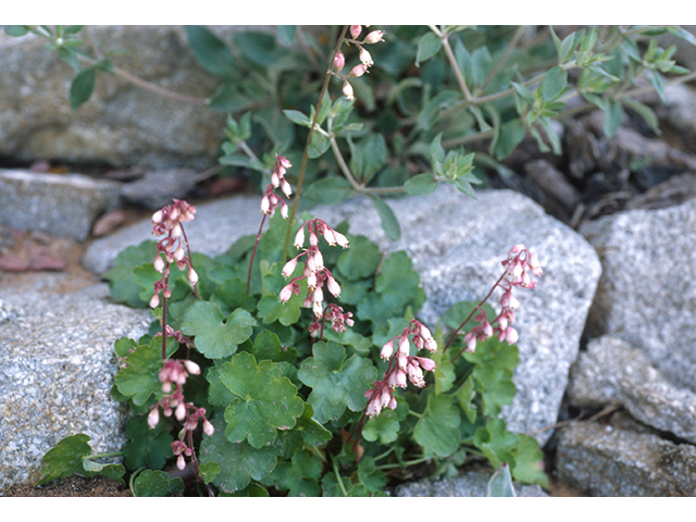 Heuchera pulchella (Sandia mountain alumroot) #68969